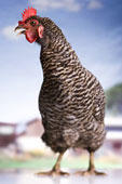 KFC scholarship from Kentucky Fried Chicken an Unknown scholarship KFC scholarship from Kentucky Fried Chicken an Unknown scholarship